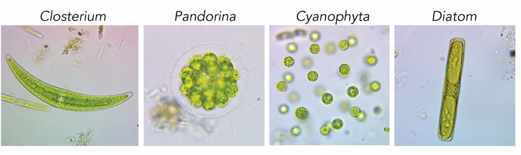 Amoeba-food-color