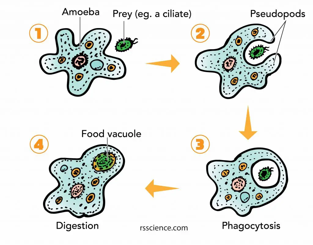 Amoeba phagocytosis