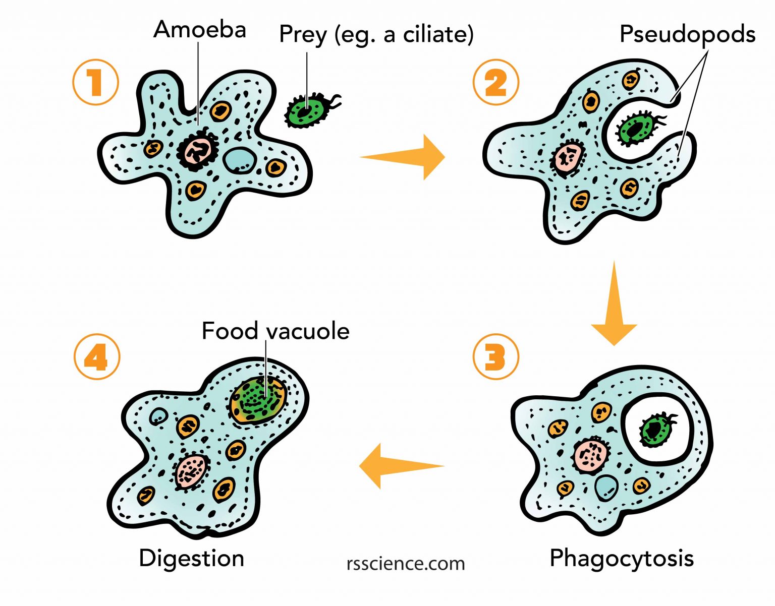 Facts About Amoeba Structure Behavior And Reproduction Rs Science