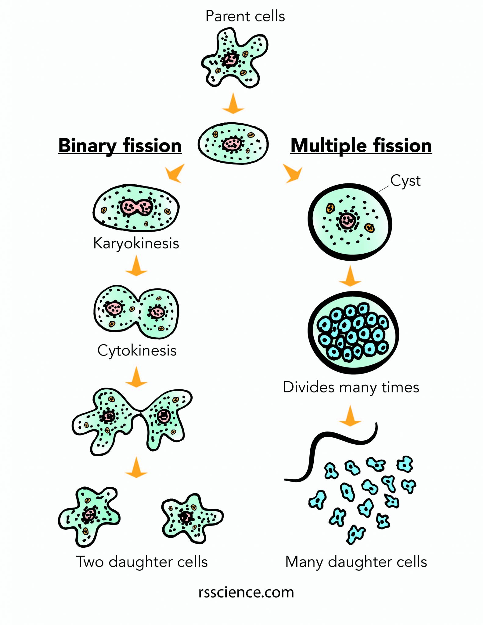 Facts about Amoeba, structure, behavior and reproduction - Rs' Science