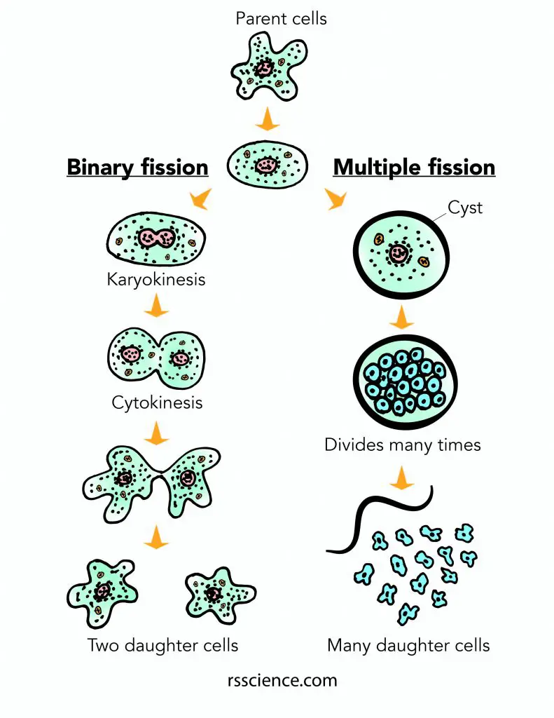 Amoeba reproduction