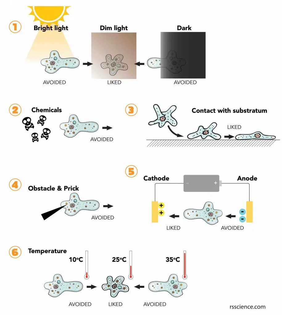 Amoeba-response to different stimuli