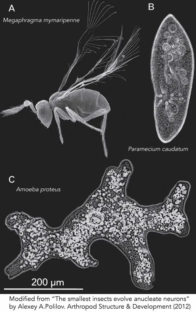 Amoeba-size