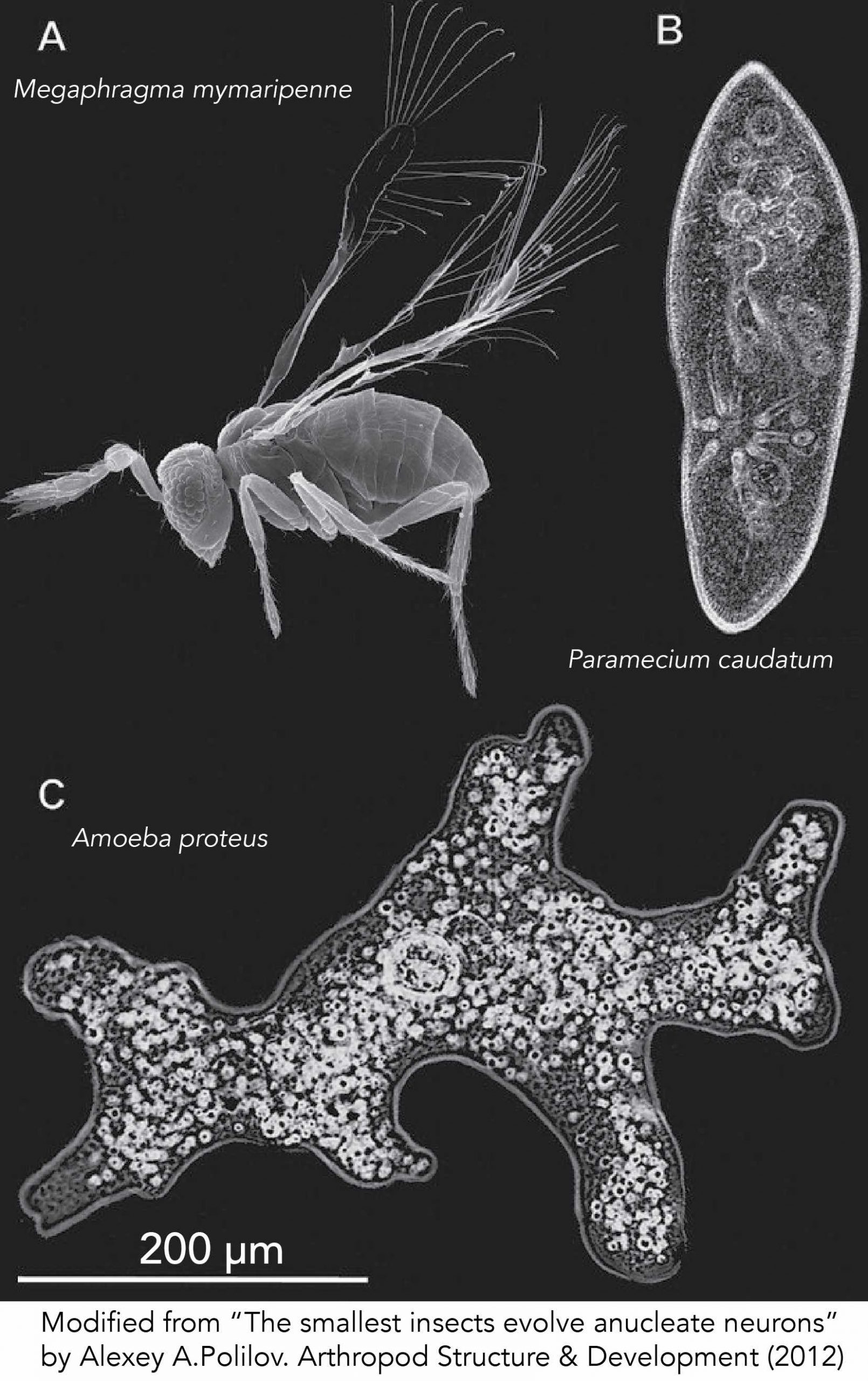 Facts About Amoeba, Structure, Behavior And Reproduction - Rs' Science