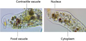 Facts about Amoeba, structure, behavior and reproduction - Rs' Science