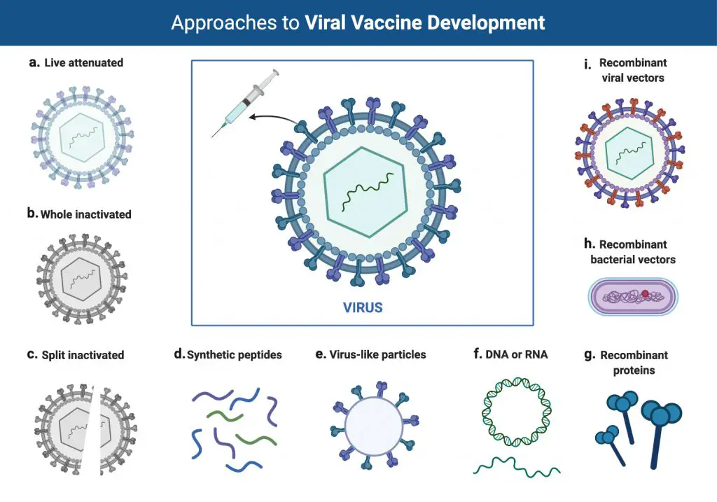 Approaches-to-Viral-Vaccine-Development