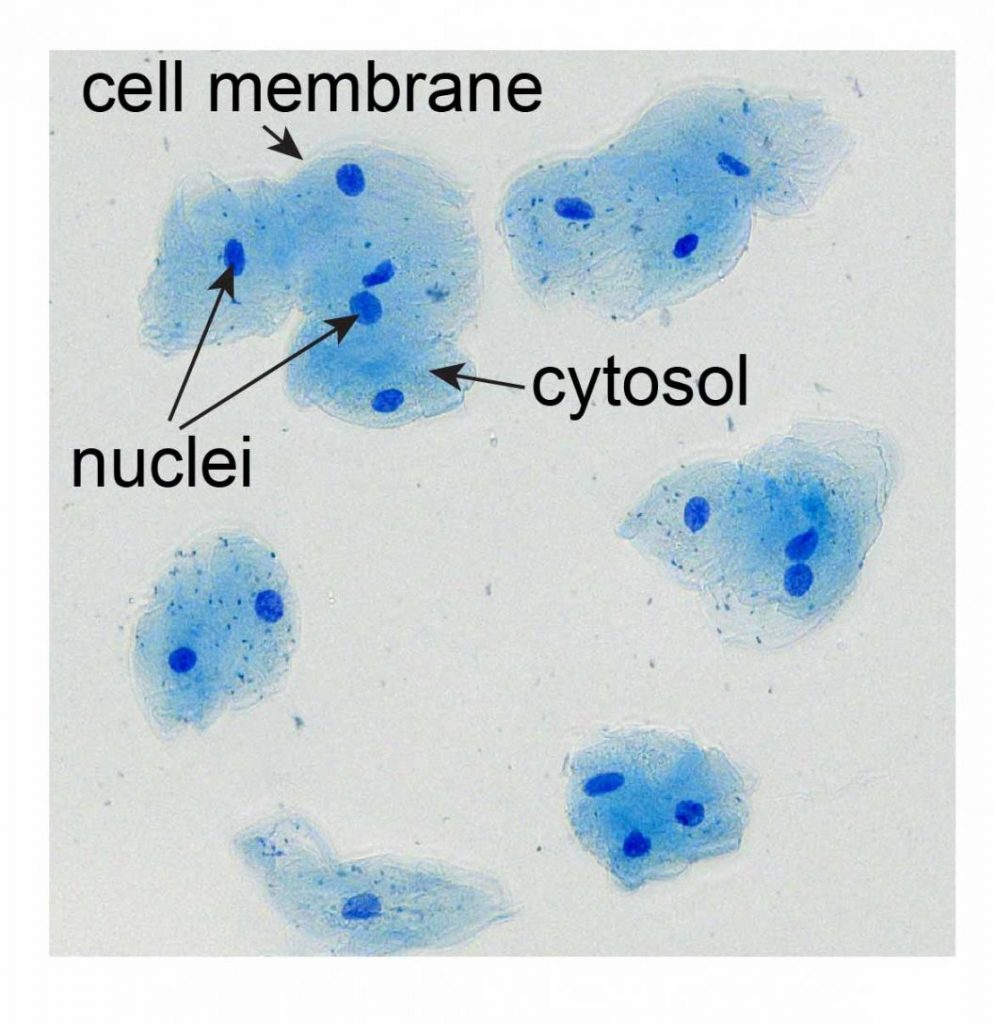 Cheek-cells-methylene-blue