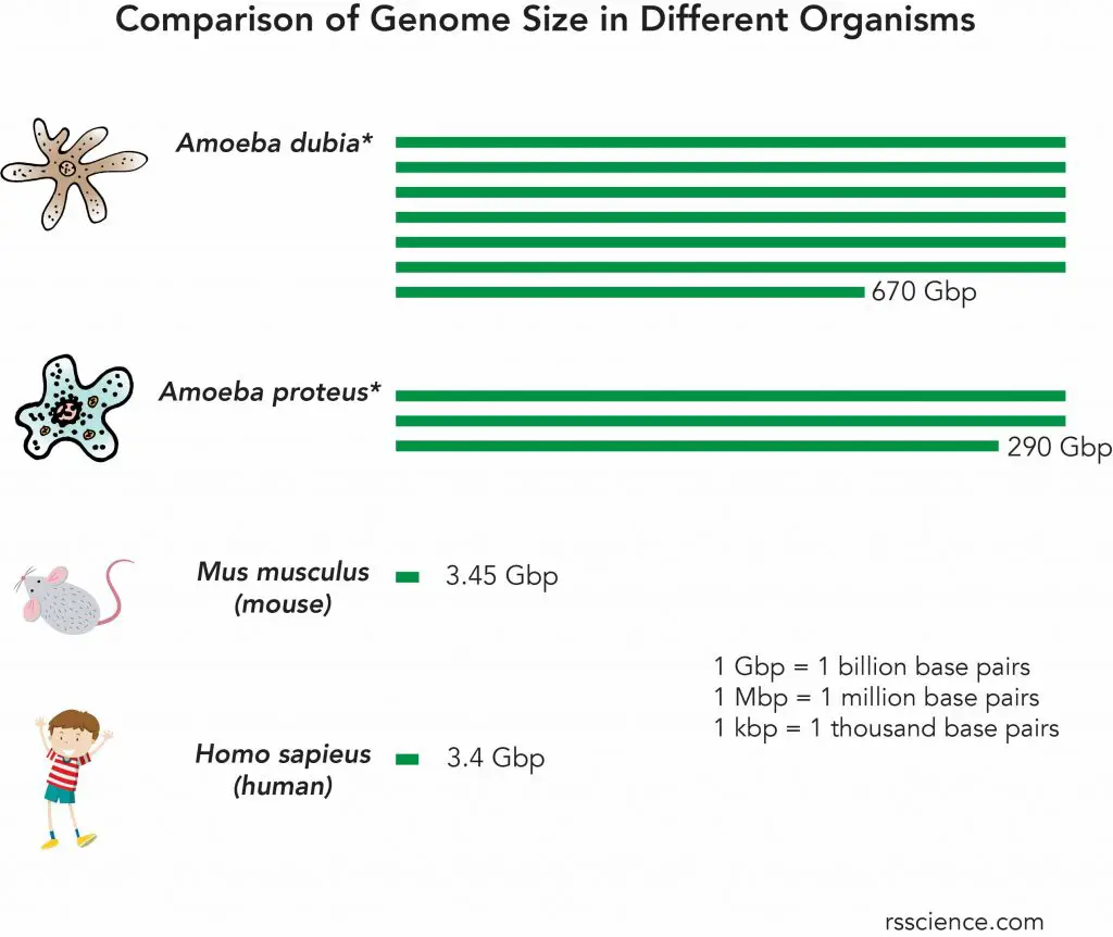 Genome size of amoeba relative to human
