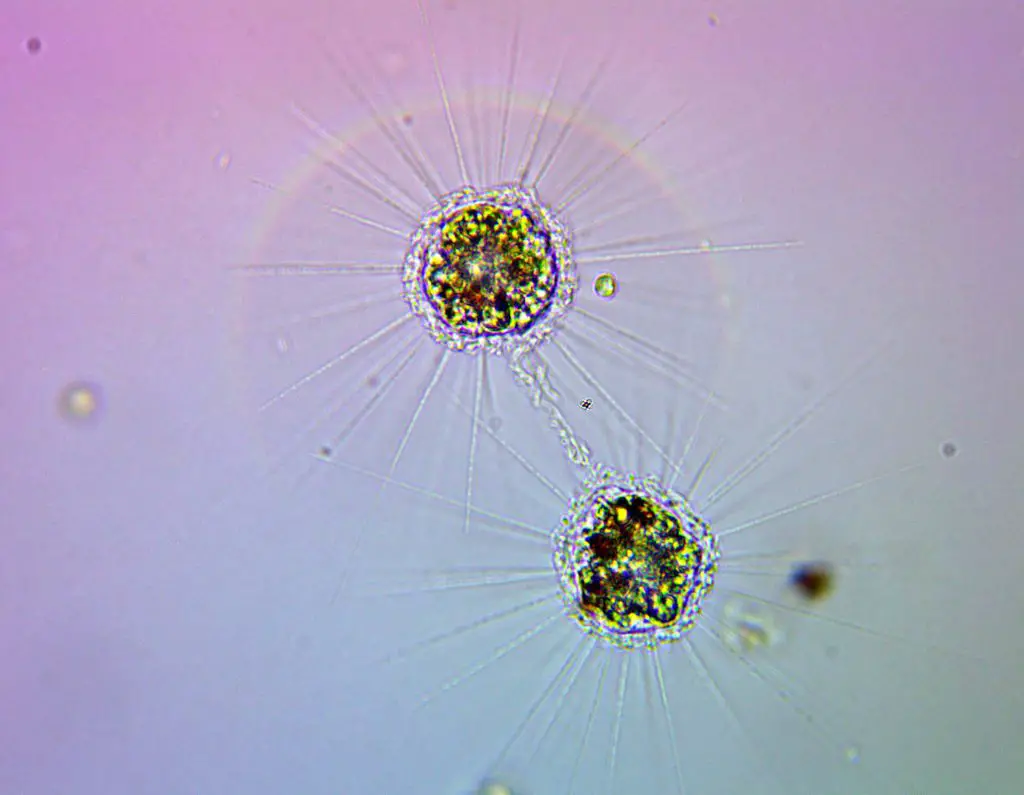 Heliozoa