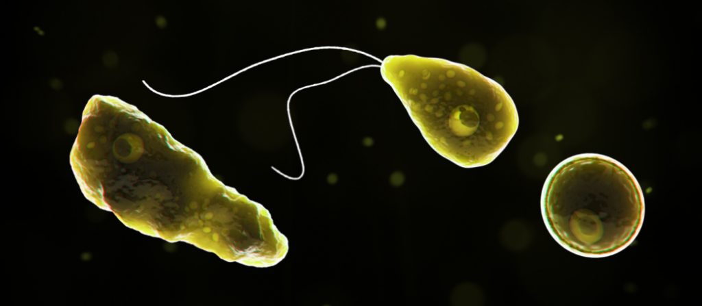 Naegleria_fowleri