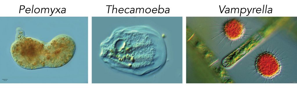 Other-Amoeba species
