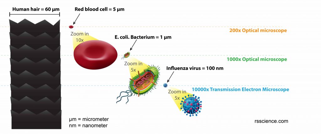 Size_hair_RBC_bacterium_virus