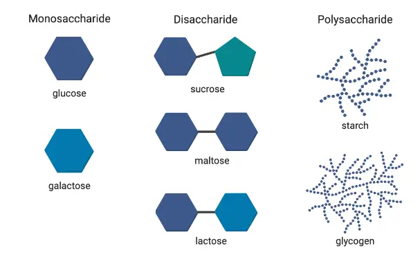 Sugar-type