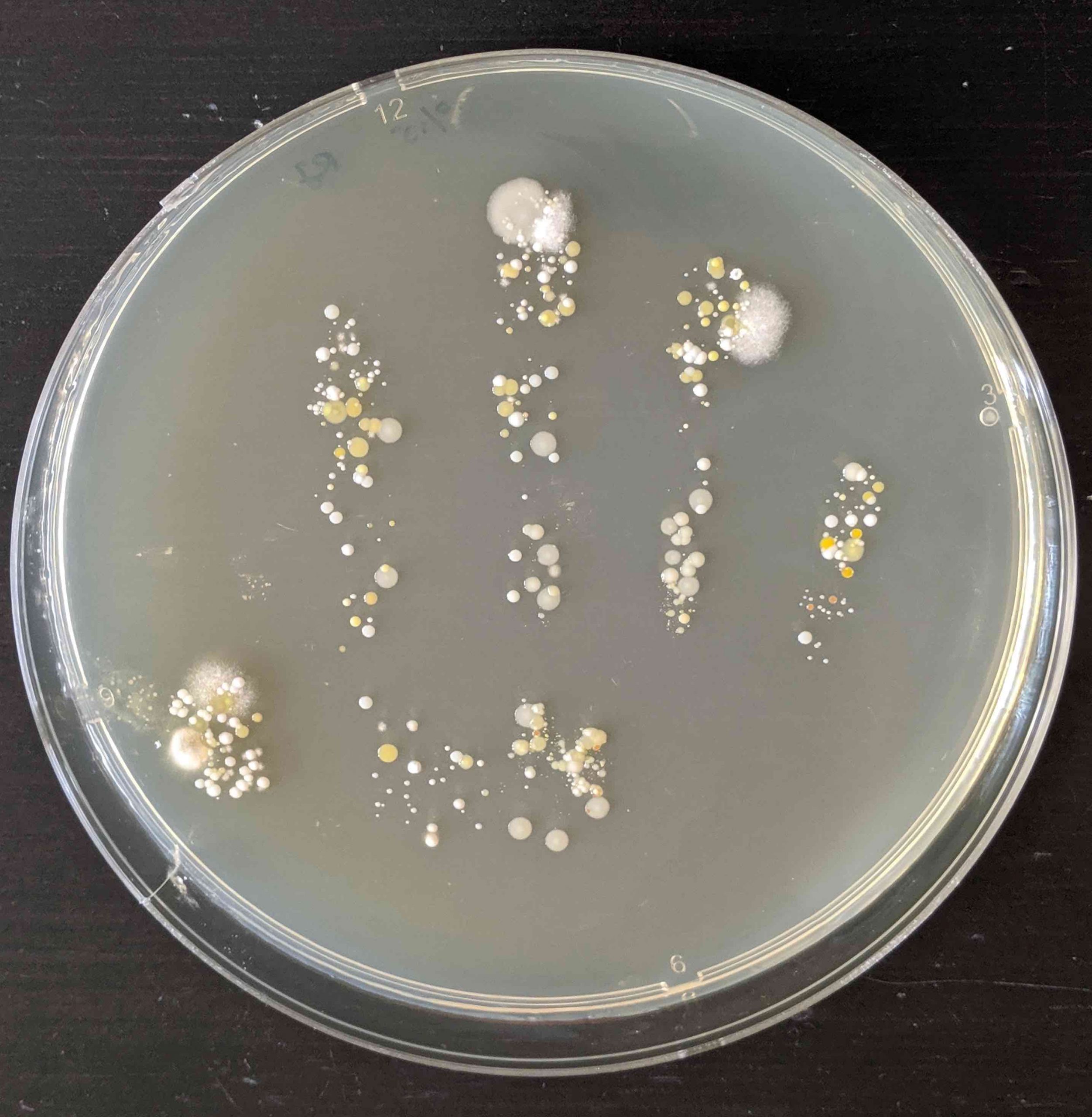 adult bacteria colony handprint