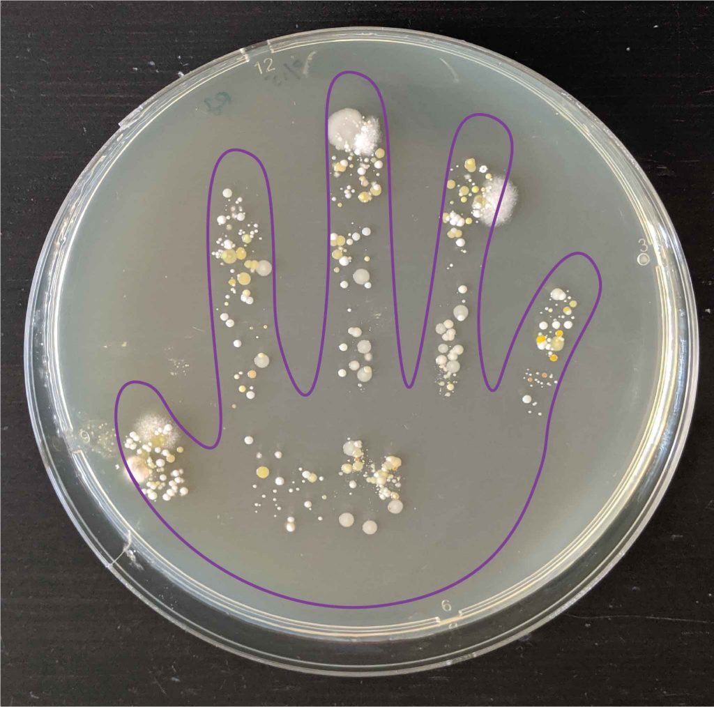 adult bacteria colony handprint with hand outline