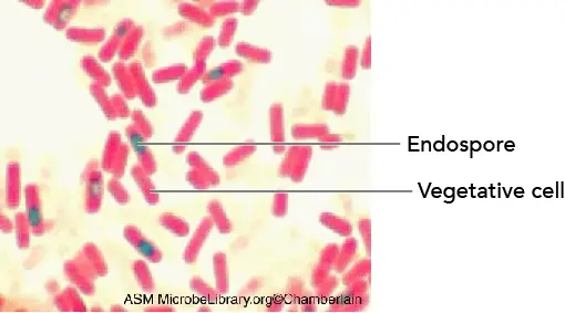 bacillus_subtilis_spores