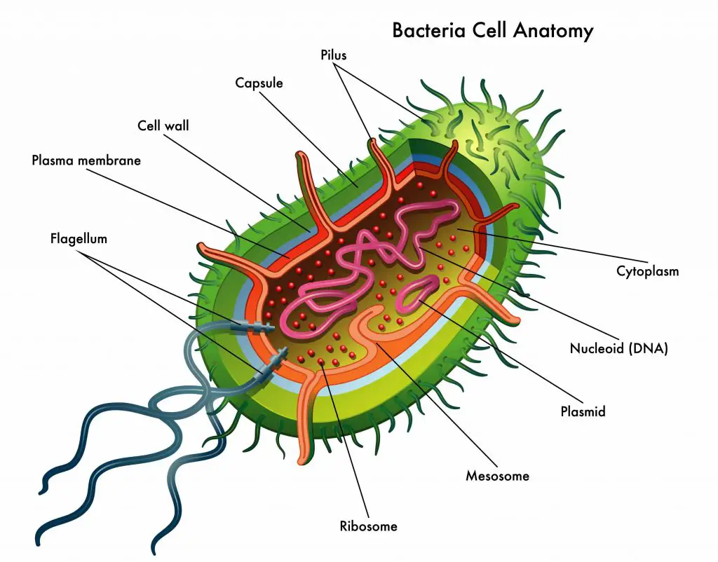 bacteria anatomy organelle flagellum