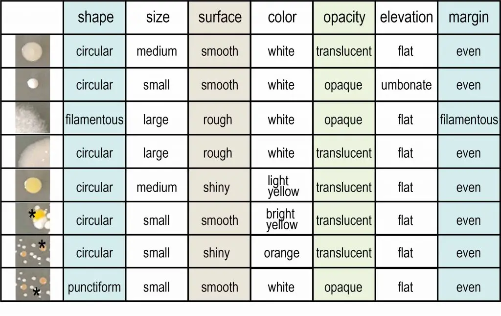 bacteria colony morphology characterization table example