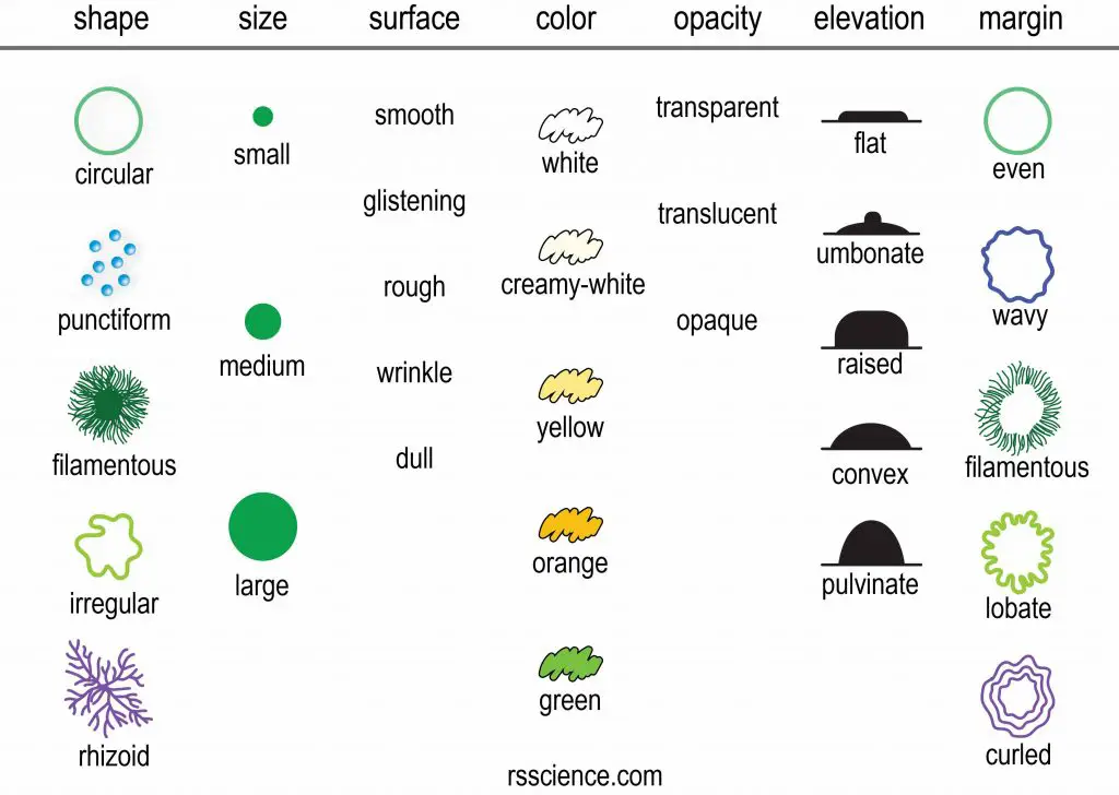 How To Describe Bacterial Colonies