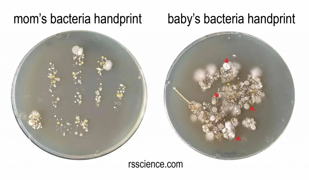 bacteria composition differ with age bacteria colonies