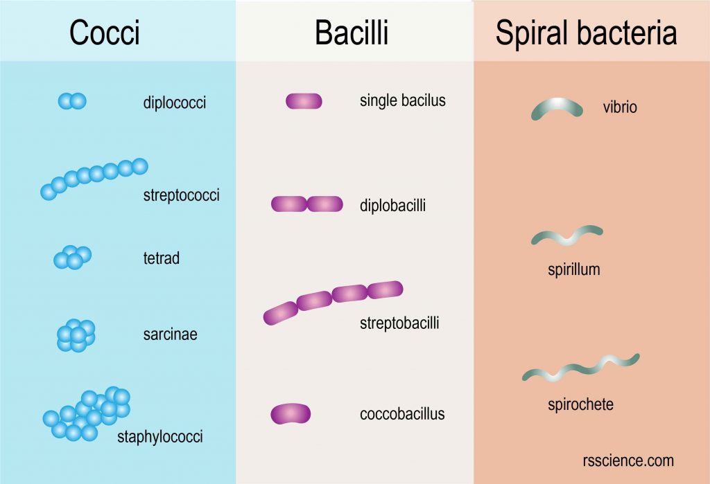 bacteria shapes definition