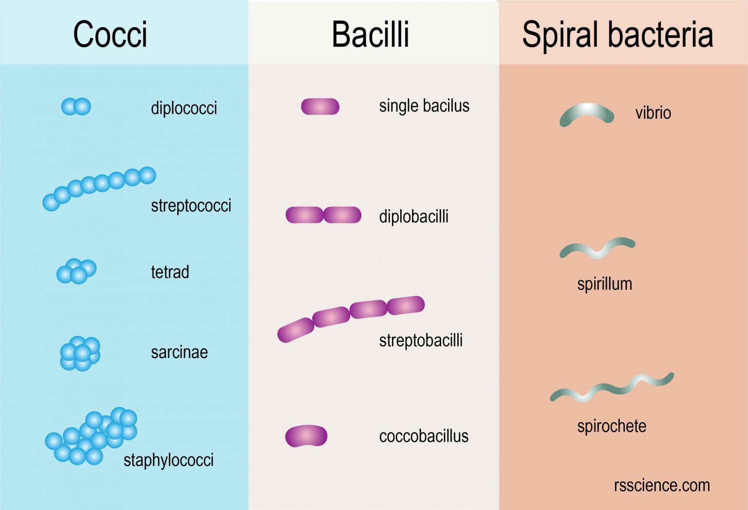 bacteria shapes and names