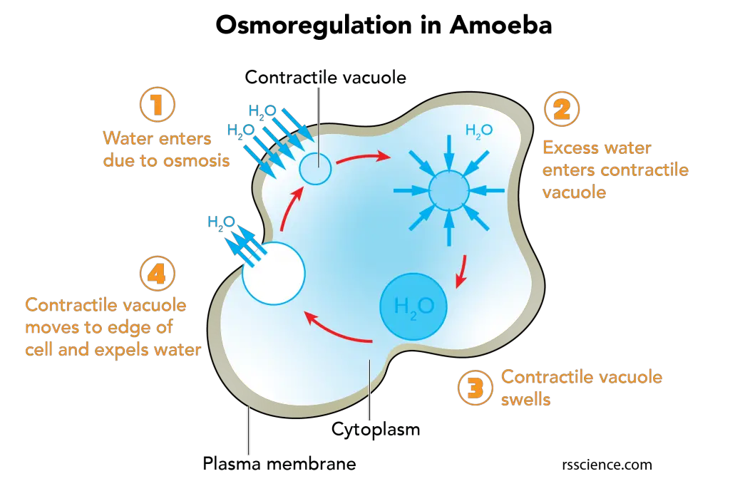 contractile-vacuole-amoeba