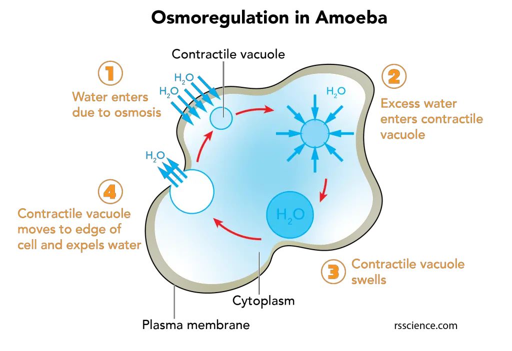 Facts about Amoeba, structure, behavior and reproduction - Rs' Science