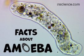 facts about amoeba