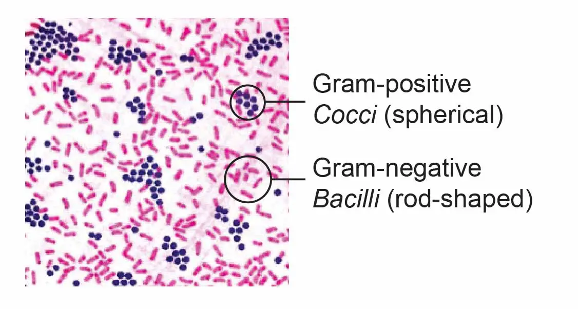 Bacteria Gram Stain Morphology