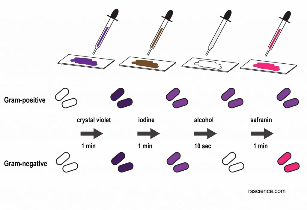 gram stain steps