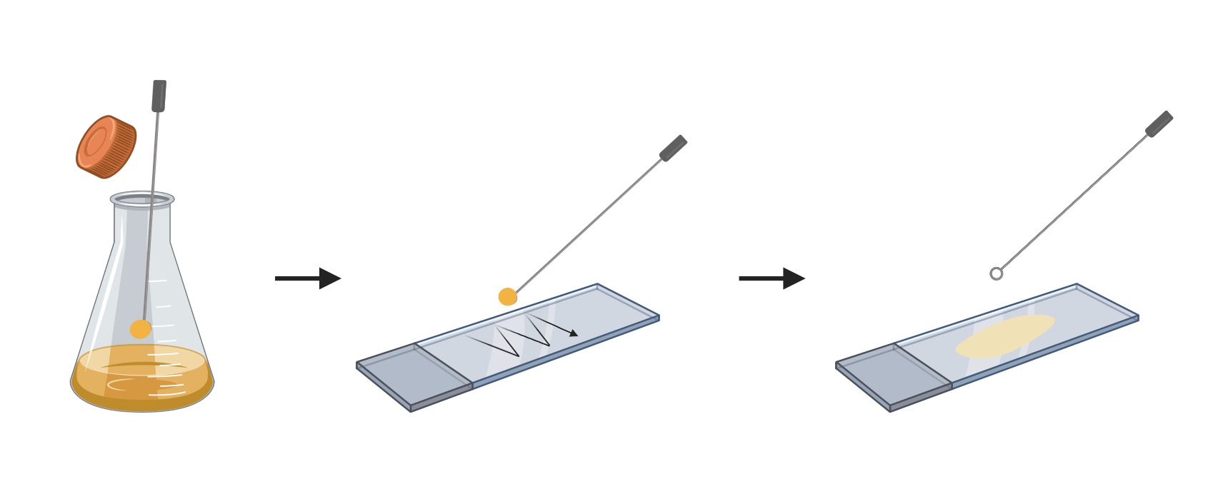 Observing Bacteria Under the Microscope Gram Stain Steps Rs' Science
