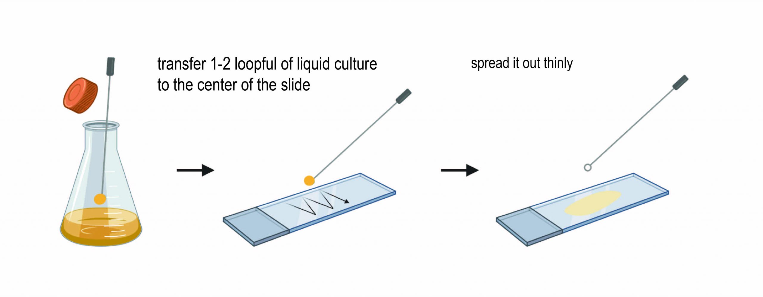 liquid medium smear preparation