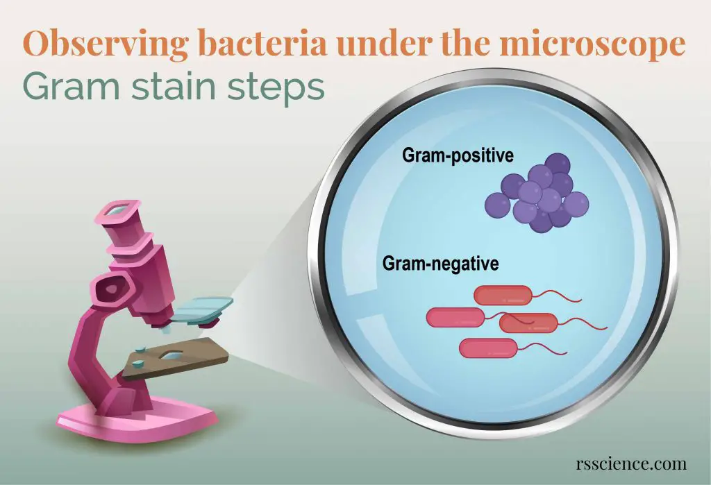 obersving bacteria under the microscope gram stain steps