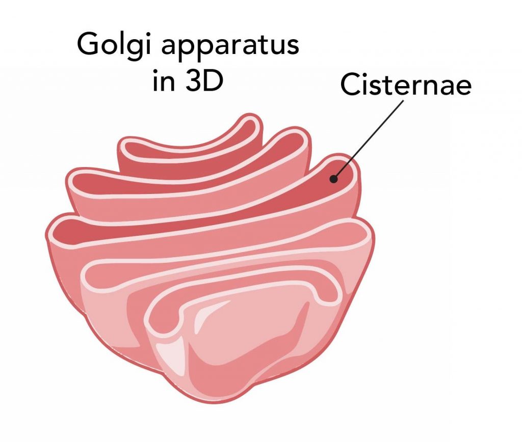 3D anatomy Golgi