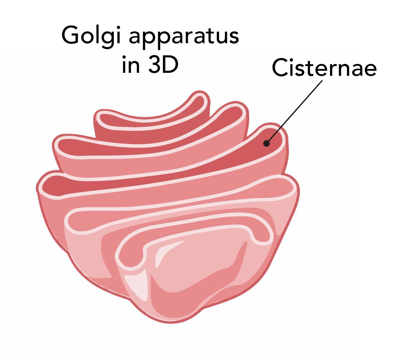 plant-cell-golgi-body-human-cell-it-s-function-golgi-vrogue-co