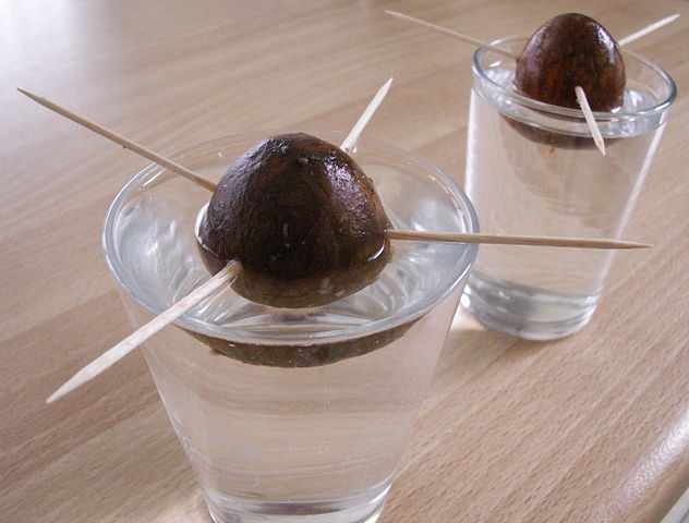 Growing Avocado From Seed