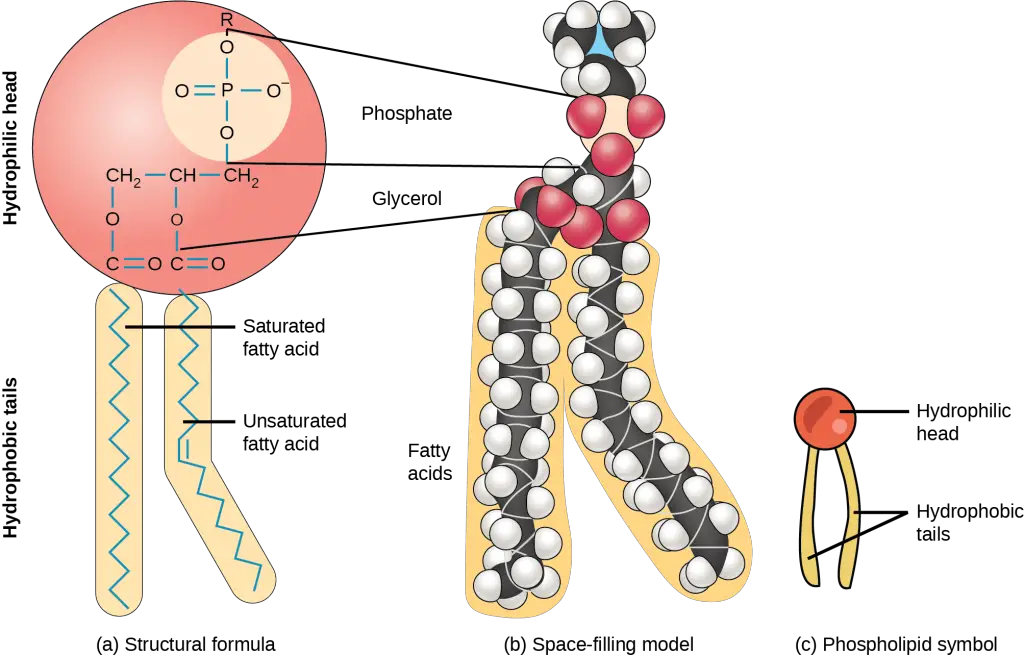Peroxisome Free radical Scavengers Definition Structure Function Peroxisome Free radical Scavengers Definition Structure Function