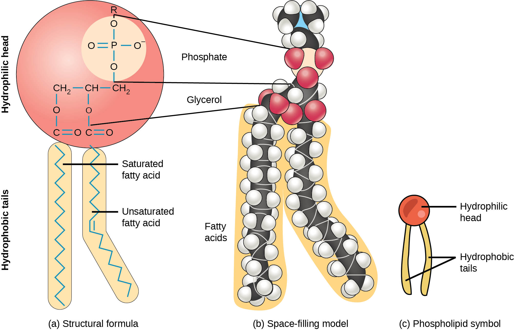 Peroxisome Free radical Scavengers Definition Structure Function Peroxisome Free radical Scavengers Definition Structure Function