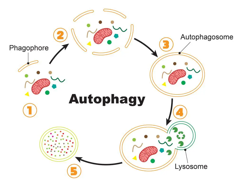 The Function Of The Autophagosome And Endosome Rs Science