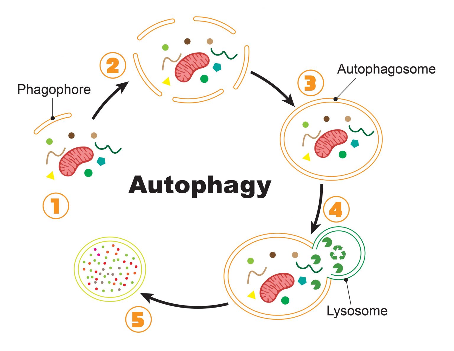 Аутофагия это простыми словами. Аутофагия клетки. Аутофагия патофизиология. Процесс аутофагии схема. Аутофагия у человека.