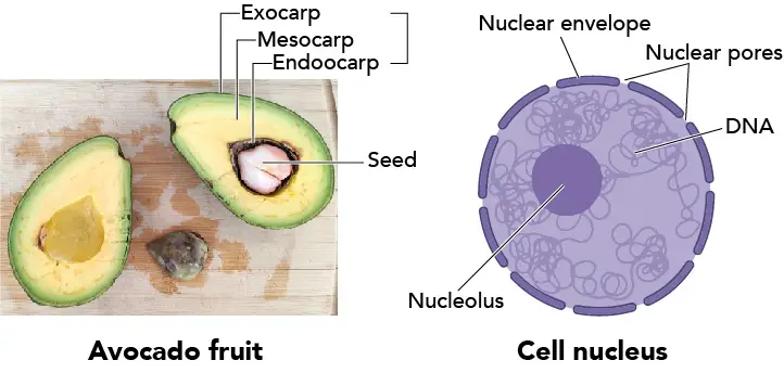 Avocado-seed-vs-Nucleus