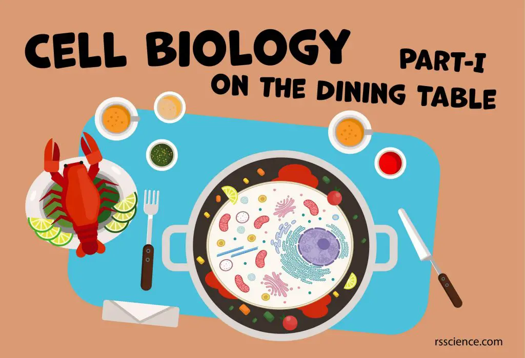 Cell Biology On The Dining Table Animal Cell Model Part I Rs Science