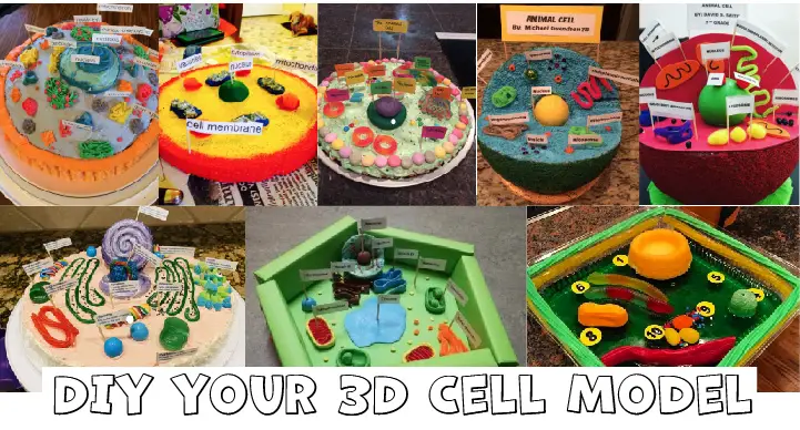 Cell Biology On The Dining Table Animal Cell Model Part I Rs Science