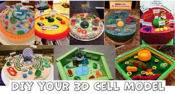 Cell Biology on the Dining Table – Animal Cell Model Part I - Rs' Science