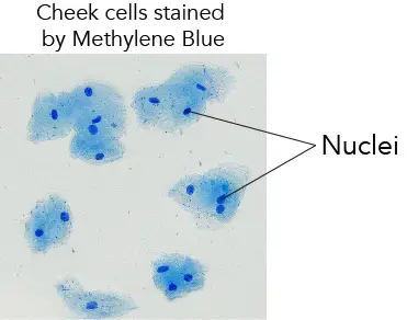 Methylene-Blue-cheek-cell-Nuclei