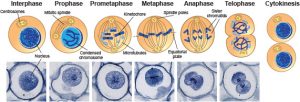 Cell Biology on the Dining Table – Animal Cell Model Part I - Rs' Science