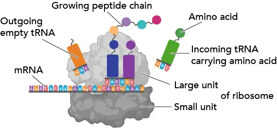 Ribosome function and structure translation