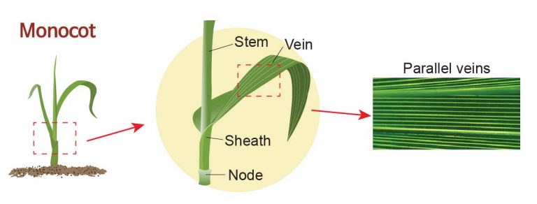 Plant tissue under a microscope - xylem and phloem - Rs' Science