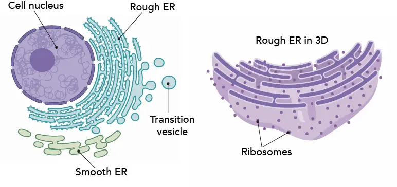 Do Animal Cells Have Smooth Er